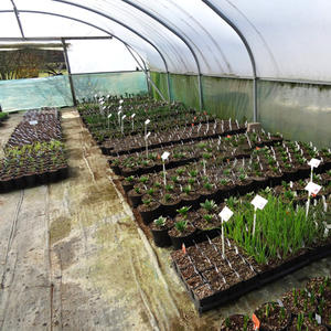 Serre d'agriculture 2020, fabrication chinoise avec hydroponique - Product Image 2