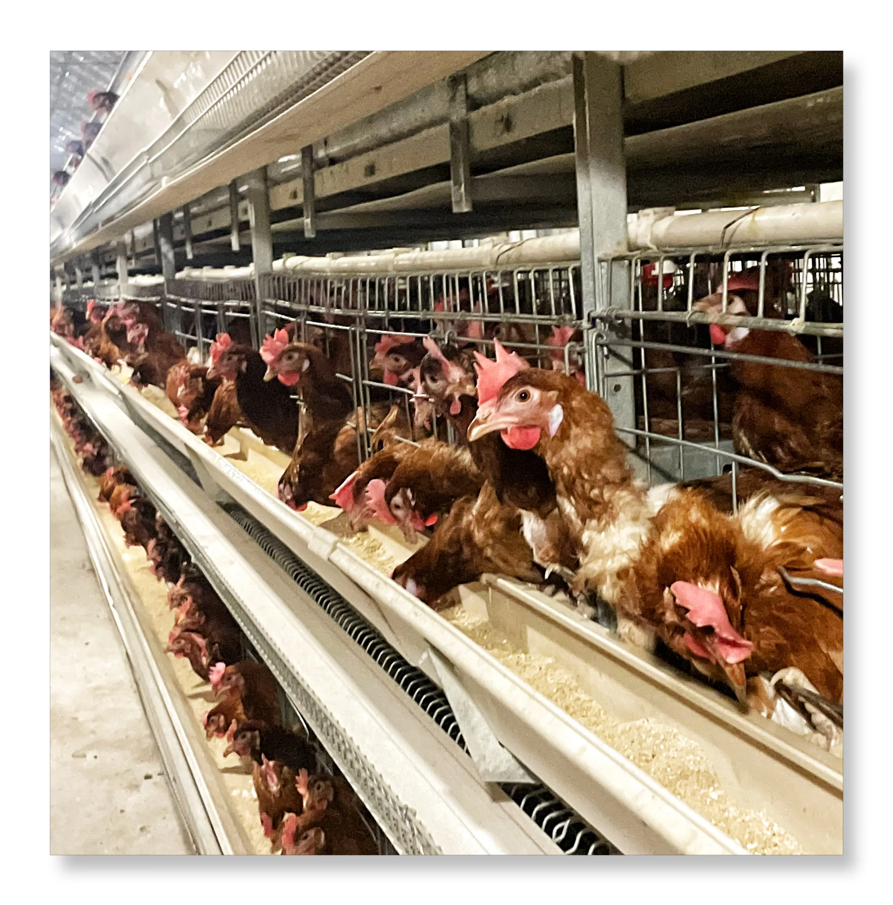 Rete metallica di fabbrica per l'allevamento di polli tipo automatico H gabbia di pollo per 10000 uccelli strato di gabbie animali