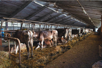 Ateliers à structure métallique pour solutions agricoles ; Étables à énergie solaire pour le stockage d'énergie destinées aux bovins et aux ovins