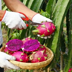 100% Natural Pink <span class=keywords><strong>Dragon</strong></span> Fruit Sweet Dried Tropical Delight FD Proceso <span class=keywords><strong>de</strong></span> secado Conservación del agua - Product Image 4