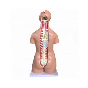 Modèle de torse humain bisexuel de 40 pièces pour la formation des étudiants en soins infirmiers et la démonstration en centre de formation médicale CE/ISO/ROHS/CNAS - Product Image 3