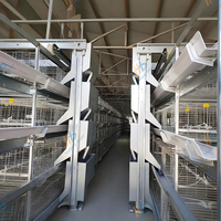 Cage à poulets de type H, robuste, galvanisée à chaud, avec alimentation automatique et système d'évacuation du fumier, équipement haute performance