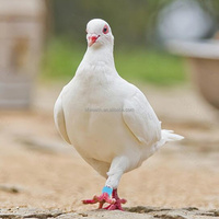 8*7mm Blanc Oiseau Anneau En Plastique Ouvert Coloré Oiseau Pied Anneau Homing Pigeon Identification Anneaux