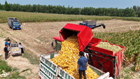 Tersedia, Mesin Panen Jagung 4YZL-6 260 HP