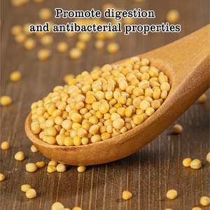 Semi di <span class=keywords><strong>Senape</strong></span> Gialla di Alta Qualità, Naturali, Biologici <span class=keywords><strong>e</strong></span> Salutari per Agricoltura <span class=keywords><strong>e</strong></span> Consumo - Product Image 2