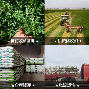 Pellets de Alfalfa de 6 mm de Diámetro, Alimento con Alto Contenido de Proteínas para Ganado Vacuno, Ovino y Avícola - Product Image 3
