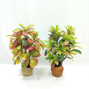Manzara simülasyonu saksı <span class=keywords><strong>Ficus</strong></span> <span class=keywords><strong>Microcarpa</strong></span> - Product Image 1