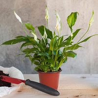 Grands pots de fleurs en plastique PP pour plantes d'extérieur, pépinière, jardin