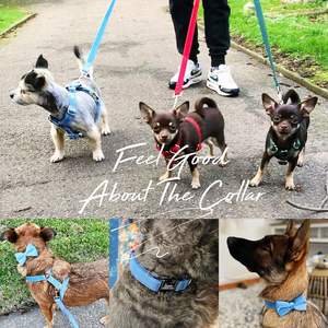 Collier et laisse pour chien personnalisés avec nom gravé, boucle en métal bleu ciel, clochette et nœud, livraison gratuite - Product Image 6