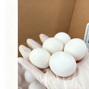 Trứng SPF nguyên chất chất lượng cao dùng trong phòng thí nghiệm có nguồn gốc từ gà sinh sản 36,000 và sông Charles - Product Image 1