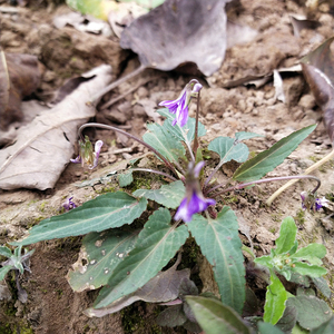 <span class=keywords><strong>Zi</strong></span> Hua <span class=keywords><strong>Di</strong></span> Ding, plantes entières séchées brutes de Viola Philippica, non extraites, violet à fleurs violettes pour herbe médicinale - Product Image 2