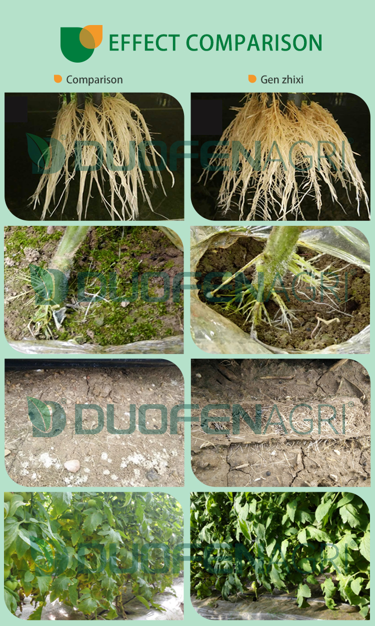 Wholesale Liquid NPK Humic Acid Fertilizer Manufacturer image 6