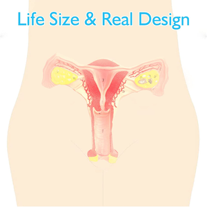 Modelo Anatómico de Vagina y Ovario Femenino de Alta Calidad, Modelo de Útero para Enseñanza y Demostración con Ovario Bilateral, CE/ISO - Product Image 6