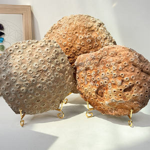 Piedra en bruto de <span class=keywords><strong>Coral</strong></span> fósil <span class=keywords><strong>Natural</strong></span> decoración del hogar adorno de cristal piedras preciosas de <span class=keywords><strong>Coral</strong></span> fósil <span class=keywords><strong>Natural</strong></span> - Product Image 1