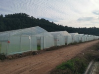 Serre agricole en plastique entièrement automatique de 2 m, technologie économique de Baolida