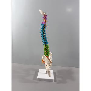 Modelo de Esqueleto Humano de 85 cm con Articulación de Rodilla, Cráneo de 45 cm y Columna Vertebral Mediana Tipo A para Entrenamiento, PVC MAXCARE MAC-YJ79 - Product Image 4
