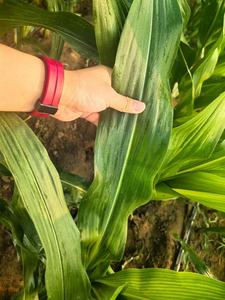 Potenciador de Fotosíntesis de Arándanos y <span class=keywords><strong>Fresas</strong></span> de Alta Eficiencia, Fertilizante Líquido 100% Soluble en Agua con Ácido Fúlvico Fe - Product Image 4