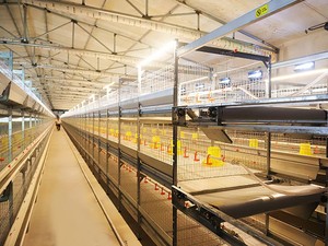 Nuovo Sistema Automatico di Gabbie per Galline Ovaiole <span class=keywords><strong>2026</strong></span> per Allevamenti di Polli in Tanzania - Product Image 5