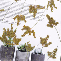 Fleurs de rizière pressées avec branches pour scrapbooking, résine époxy, fleurs naturelles écologiques, DIY