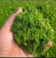 Broyeur de céréales et d'ensilage pour maïs, blé, soja avec hacheuse de paille et de foin, moulin à aliments électrique pour élevages de poulets, vaches et porcs