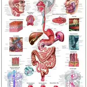 Peta Dinding Anatomi 3D dari Sistem Pencernaan Organ Manusia