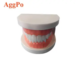 Modelo de dientes estándar, suministros de estudio de enseñanza DENTAL para niños de YOUYA modelo de dientes de demostración tipodont estándar para adultos