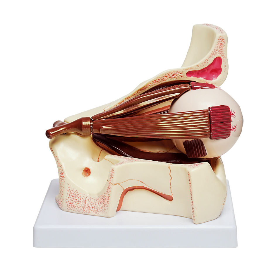 Human Eye Anatomy Model Orbital Structure Removable Eyeball Biology ...
