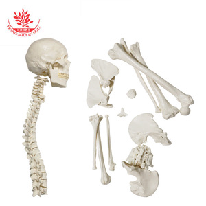 Modèle de squelette humain FRT001-2, taille adulte, en PVC, qualité médicale, 203 os, à assembler. - Product Image 2