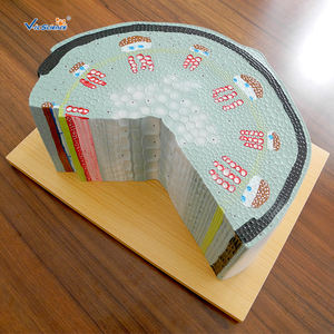 Modèle de plante en PVC écologique, structure de tige dicotyléenne, modèle de tige de tournesol - Product Image 4