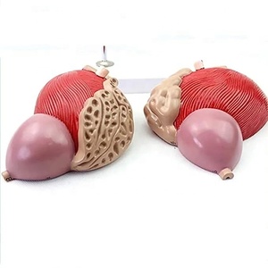 Agrandir 3X Système génito-urinaire Modèle anatomique de la <span class=keywords><strong>prostate</strong></span> de la vessie masculine - Product Image 3