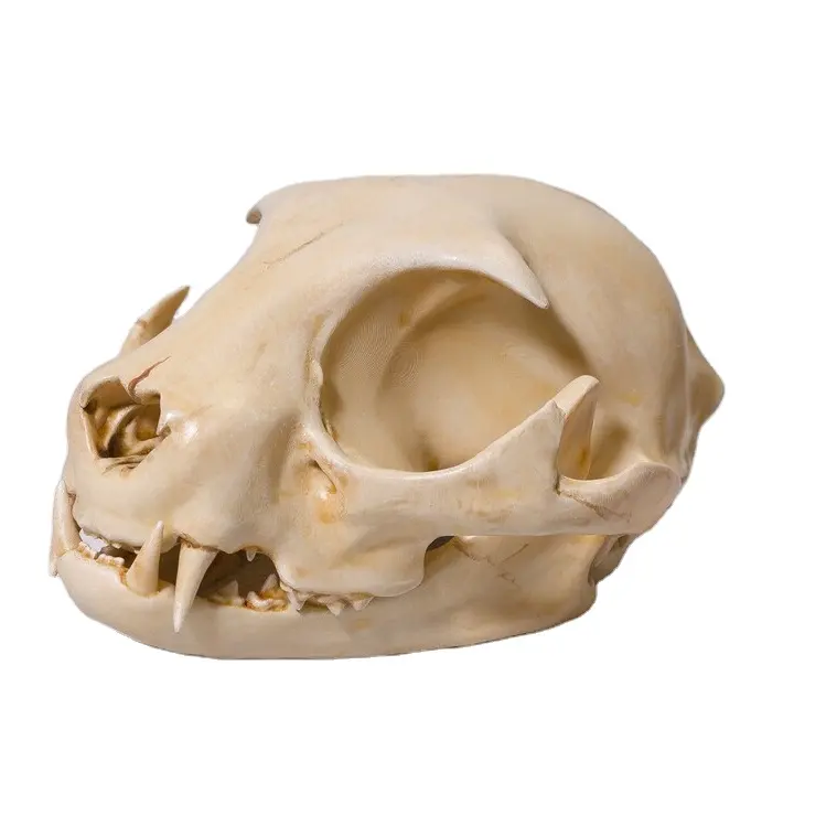 수지 해골 가족 생활 크기 수지 고양이 동물 해골 높은 세부 3D 인쇄 홈 장식 고품질 수지 공예