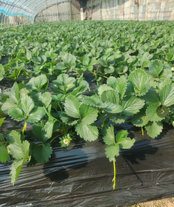 Agente quelante de sal orgánica de alta calidad, tetrasódico EDDHA, agente quelante para fertilizantes orgánicos - Product Image 4