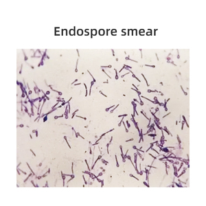6 Kinds Microscope <strong>Botany</strong> Bacteria Slide <strong>Laboratory</strong> Teaching Bacterial Research - Product Image 4