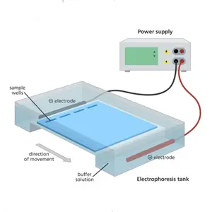 120*120มิลลิเมตร650มิลลิลิตรเจล Electrophoresis เครื่องห้องปฏิบัติการ