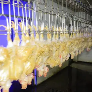 Qingdao Raniche ב עופות עיבוד ייצור בקיעת תהליך