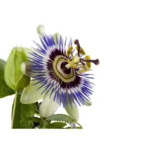 Заводская поставка Экстракт страсти цветок порошок органический экстракт страсти цветок 4% Flovones - Product Image 5