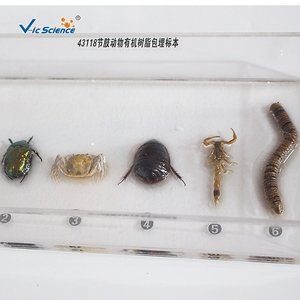 Spécimen d'arthropode en résine, structure corporelle complète d'invertebré pour l'enseignement et l'observation en biologie CE/ISO/ROHS/CNAS - Product Image 1