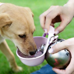 Botella de Agua Portátil para Mascotas, de Acero Inoxidable, a Prueba de Fugas, Plegable, de <span class=keywords><strong>Silicona</strong></span>, para Viajes al Aire Libre, para Perros y Gatos, Venta al Por Mayor - Product Image 2