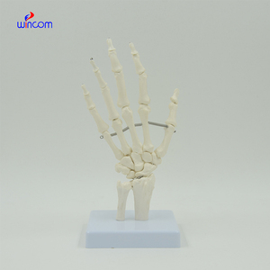 Modèle d'os de main humaine 1:1, taille adulte, os flexibles de la main, radius, ulne, squelette, anatomie, matériel éducatif, enseignement médical - Product Image 5