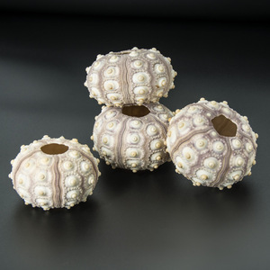 Coquillages enfer air méditerranéen ananas conque <span class=keywords><strong>coquille</strong></span> <span class=keywords><strong>oursin</strong></span> accessoires de décoration de la maison - Product Image 6