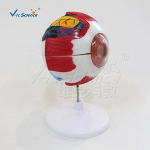 Lames préparées pour microscope du modèle de <span class=keywords><strong>formation</strong></span> scientifique ophtalmologique pour les écoles et les hôpitaux, en PVC, marque Vic Science - Product Image 2
