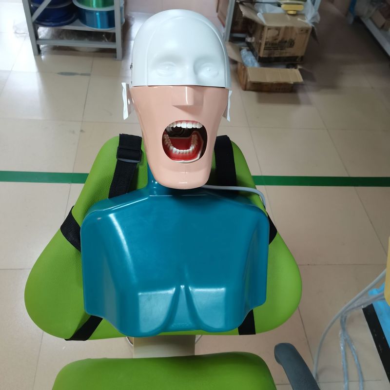 Removable Human Skull Model Plastic Skeleton