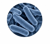 Extrait de Lactiplantibacillus Plantarum en poudre séché par atomisation de qualité alimentaire Marque MANHAY