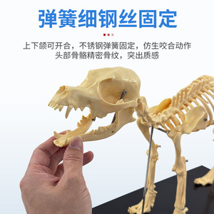 Instrumentos ortopédicos para mascotas, modelo de esqueleto de perro simulado, modelo de huesos de esqueleto de perro y gato para enseñanza. - Product Image 3