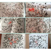 Prix usine fabricant insecte collant attrape-mouches papier colle conseil piège colle forte papier mouche appât toutes saisons