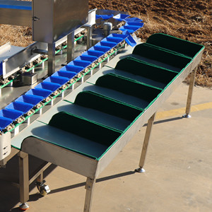 Machine de tri d'oignon de perle orange de tomate de l'acier inoxydable 304 - Product Image 6