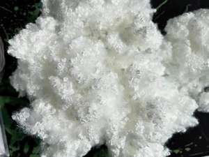 High Resiliency Tenacity White Recycled <strong>Chemical</strong> Environmental Protection 7D*64mm HCS Polyester Staple <strong>Fiber</strong> - Product Image 3