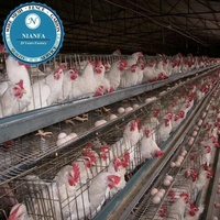Cage en treillis métallique galvanisé à prix abordable pour cailles et poulets avec système d'abreuvement automatique pour élevage avicole