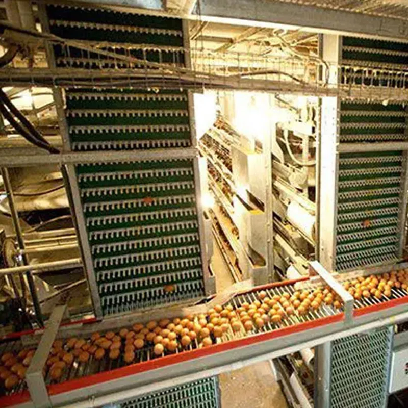 Sistema de alimentación automática para aves de corral, jaula de pollo con batería galvanizada, con capa de huevos, para exportación, 1000-50000