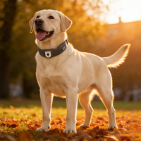 Localisateur d'animaux de compagnie étanche 4G, traceur anti-perte sans fil pour chien, traceur GPS Beidou pour chat avec lumière et son pour retrouver les animaux perdus